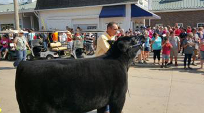 P&K Participates in IA Governor's Steer Show